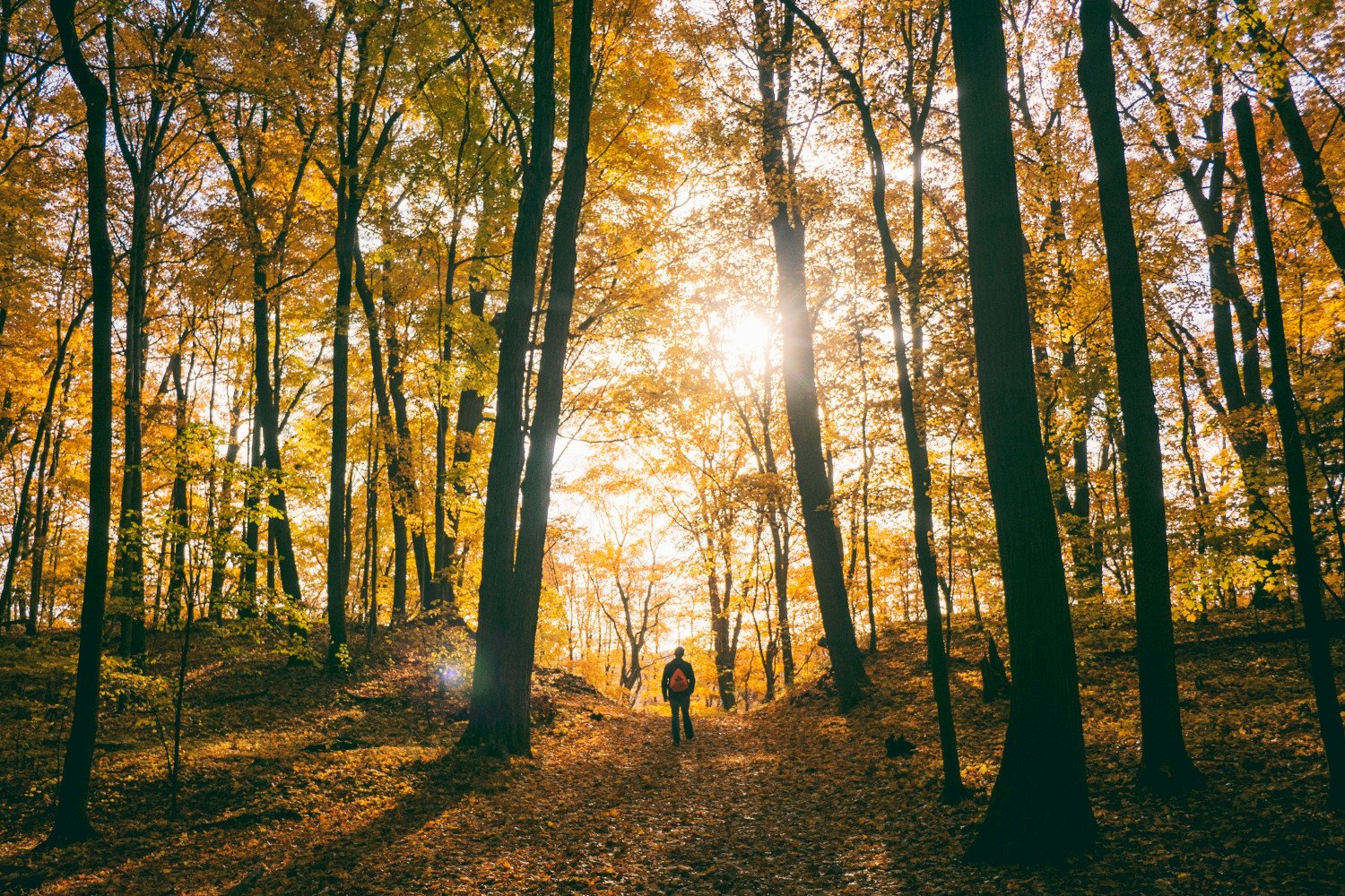 15 Enjoyable Autumn Forest Activities